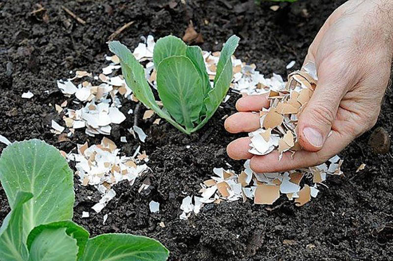 Phân bón được làm từ vỏ trứng