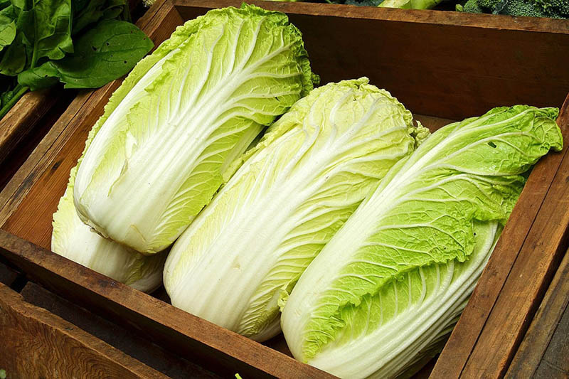rau cải thảo