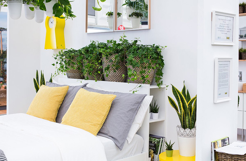 những lợi ích không ngờ tới của việc trồng cây xanh trong nhà